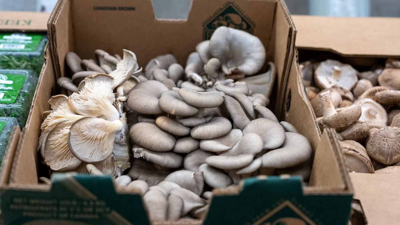 Oyster mushrooms in an open shipping box