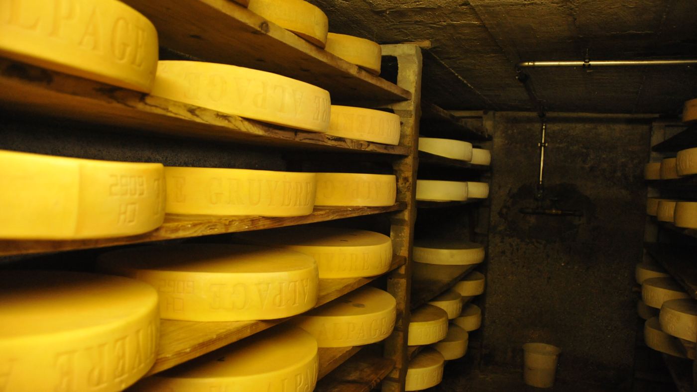 Wheels of cheese ageing on wooden shelves in a cellar